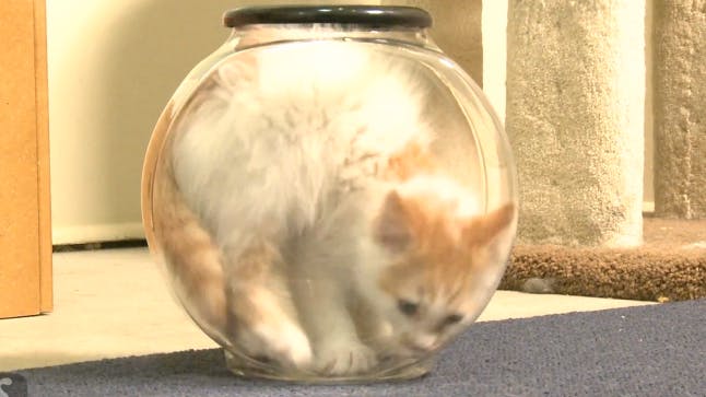 VIDEO Adorable kitten gets trapped inside a fish bowl Closer